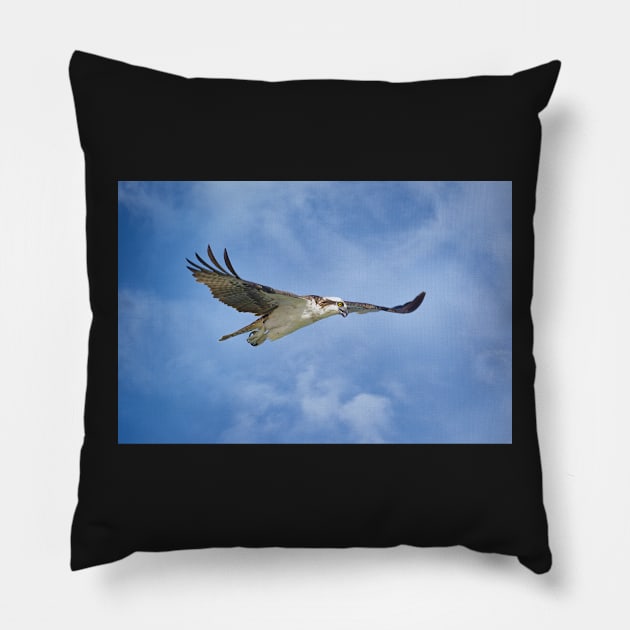 Osprey on the Hunt Pillow by JeffreySchwartz