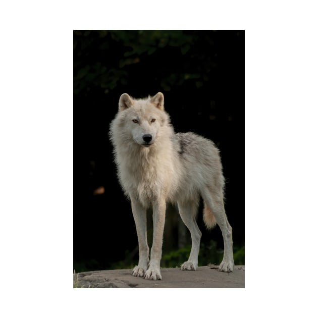 Arctic Wolf by jaydee1400