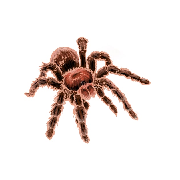 Chilean Rose Hair Tarantula by RJKpoyp