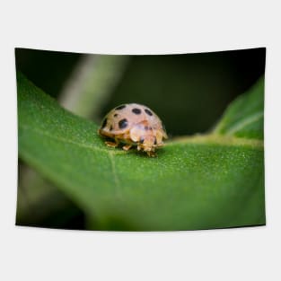 The silly 28-spotted potato ladybird managed to roll itself back on its feet Tapestry