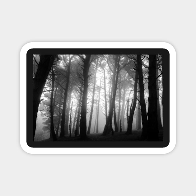 Misty forest on Killiney Hill Magnet by shaymurphy