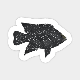 Black Diamond Cichlid Magnet