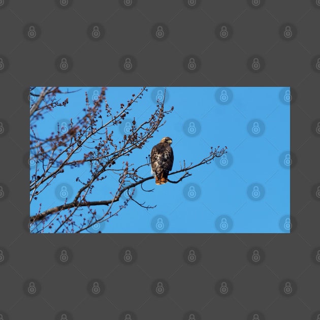 Red-tailed Hawk Perched In A Tree by BackyardBirder