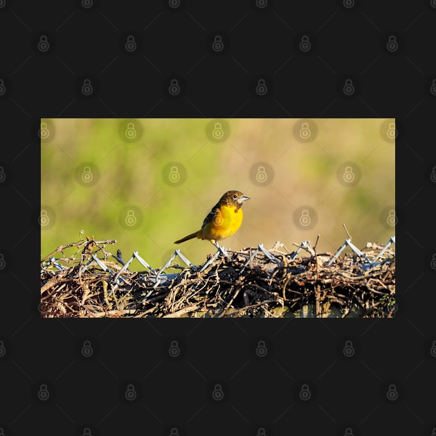 Oriole Perched On My Backyard Fence by BackyardBirder