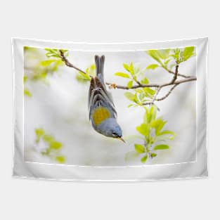 Northern Parula perched on branch in spring in Ottawa, Canada Tapestry