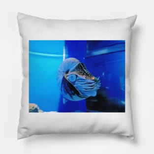 mollusk, nautilus, chambered nautilus, nautilus pompilius, nautilus shell, nautilidae, ammonite, ammonoidea, ammonites, mollusca, molluscs, cephalopod, shell, nudibranch, nudibranch Pillow