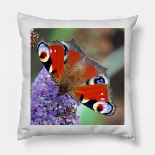 Peacock Butterfly Pillow