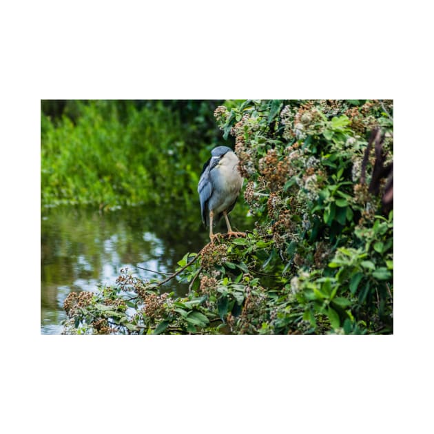 Honolulu of black-crowned night heron by KensLensDesigns