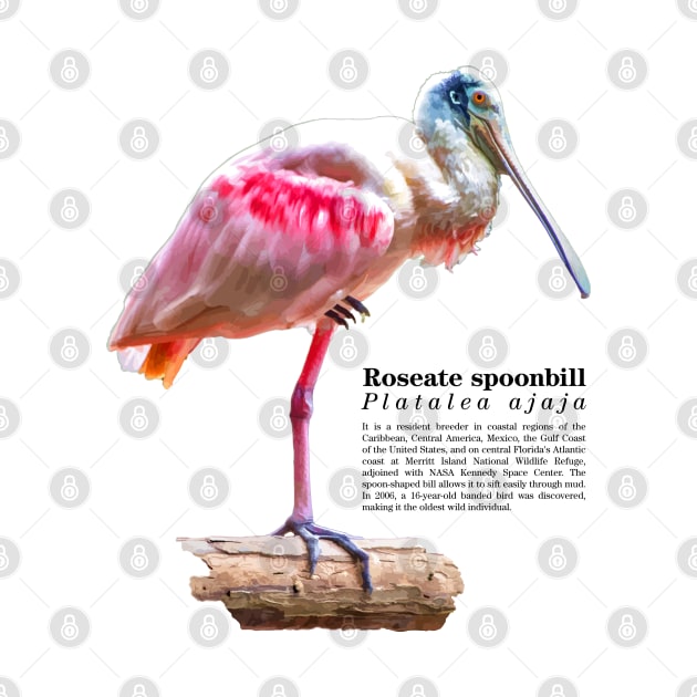 Roseate spoonbill tropical bird black text by Ornamentum