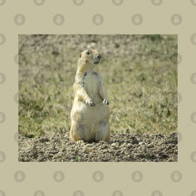 Prairie Dog SD-3 by MaryLinH