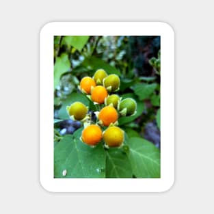 Tasty velvet peach (Solanum abutiloides).Dwarf tree tomato Magnet