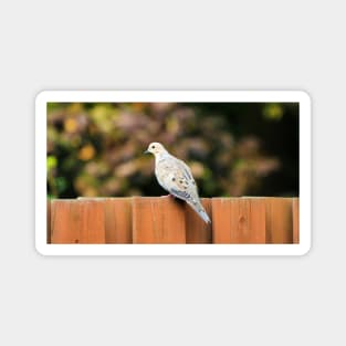 Mourning Dove Perched On a Fence Magnet