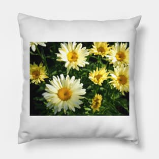 Daisy Flower Patch waking to the Morning Sunlight Pillow