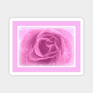 Pink Rose Magnet