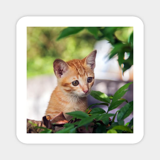 Cute kitten cat perched in a tree with an inquisitive look Magnet by Geoff79
