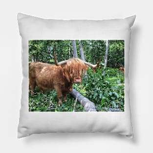 Scottish Highland Cattle Cow 2042 Pillow