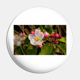 Apple Blossom Panorama (2) Pin