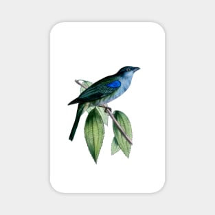 Blue-gray Tanager Magnet