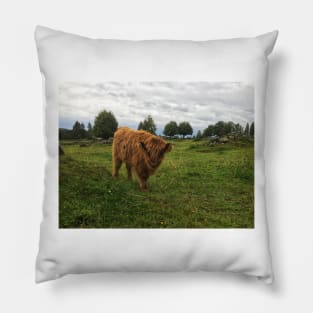 Scottish Highland Cattle Calf 1814 Pillow