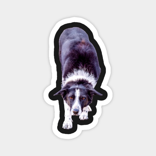 Border Collie Playing Fetch Sticker Magnet by Amy-K-Mitchell