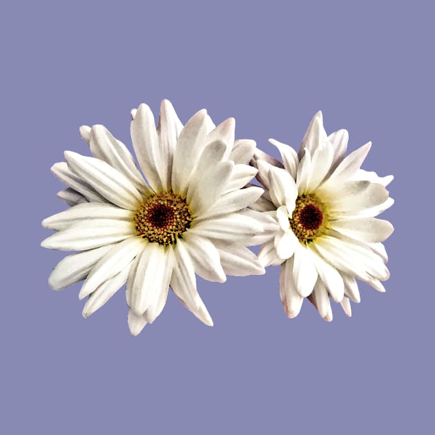 Daisies - Pair of White Daisies by SusanSavad