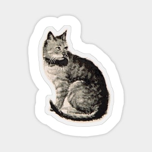 Cat vintage drawing Magnet