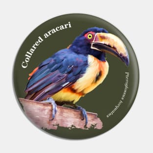 Collared aracari tropical bird pin white text Pin