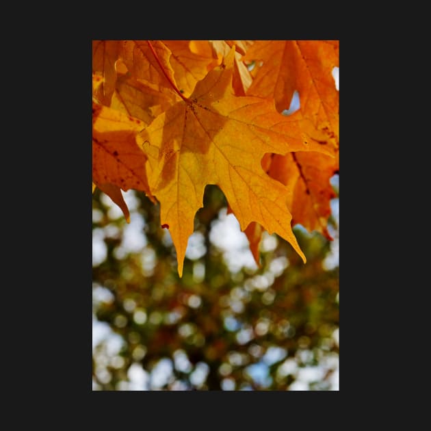 Hanging Orange Maple Leaves in Autumn by 1Redbublppasswo