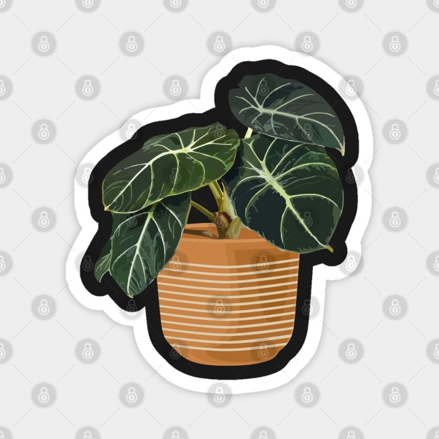 Alocasia black velvet Magnet by gronly