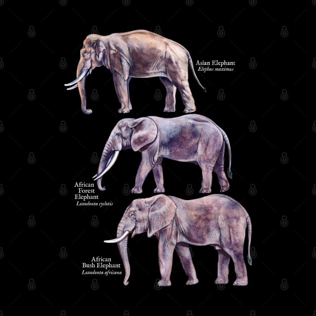 Elephant Species Identification Guide by Pip Tacla