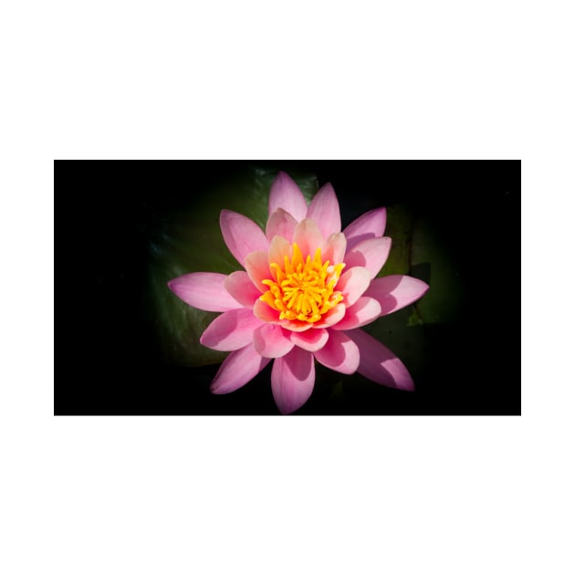 Pink lotus flower by brians101