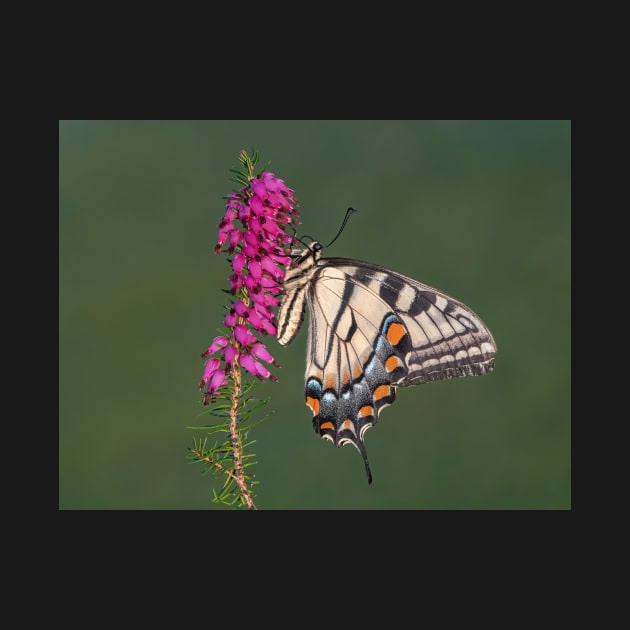 Tiger Swallowtail Butterfly on heather by TonyNorth