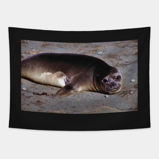 Southern Elephant Seal Pup, Macquarie Island Tapestry by Carole-Anne