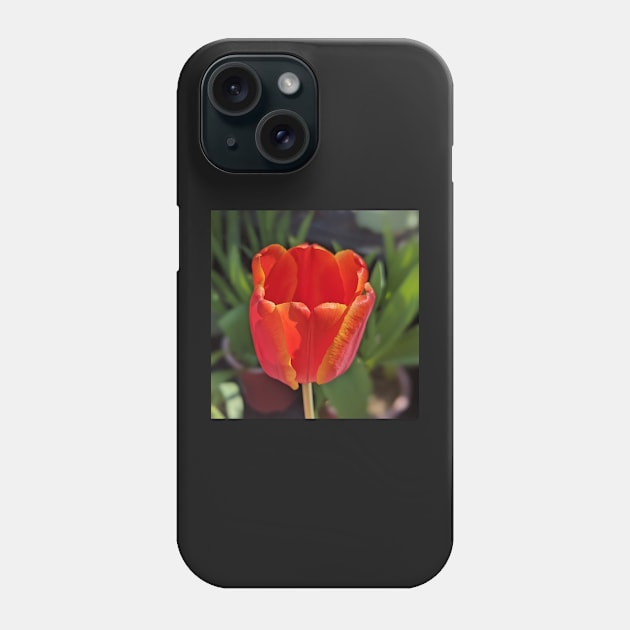 Red Tulip 1 Phone Case by AustaArt