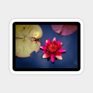 Meditation Wall Art Print - Water Lily Meditation - canvas, Photo print, artboard print, poster Canvas Print Magnet