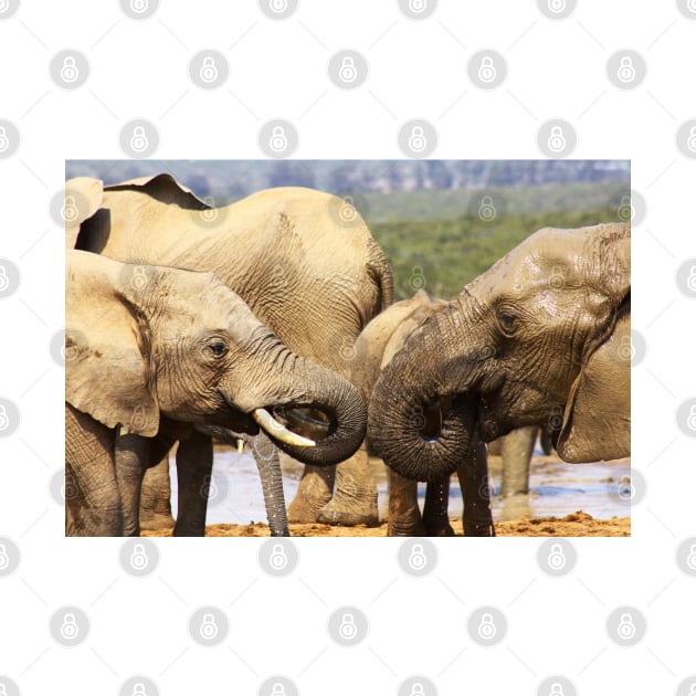 African Wildlife Photography Elephant Face Off by PathblazerStudios