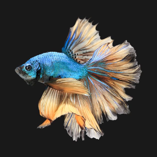 Blue yellow halfmoon bettafish by MACIBETTA