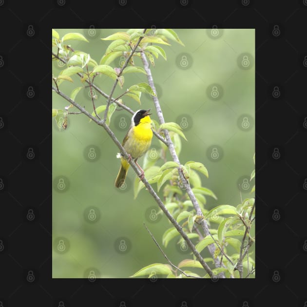 Common Yellowthroat bird with soft green out of focus background by BirdsnStuff