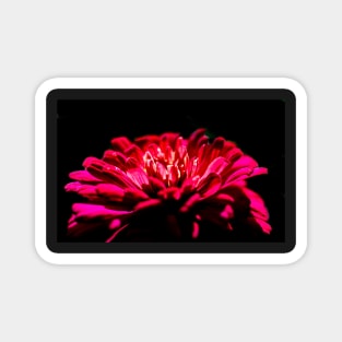 Red Zinnia flower in the dark Magnet