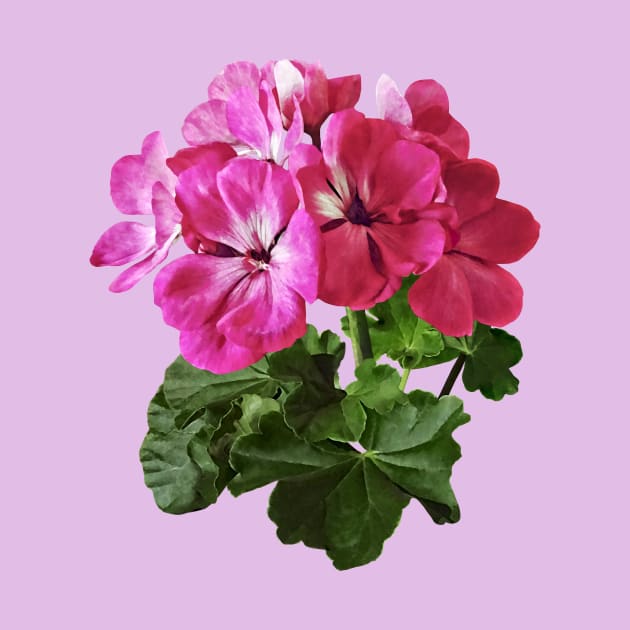 Magenta Geranium by SusanSavad