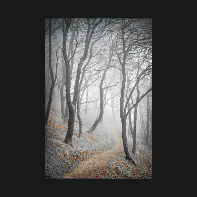 Misty trees in a wood with a path by TonyNorth