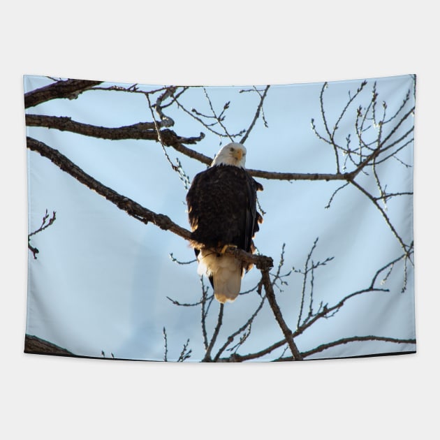 Bald Eagle Tapestry by Drgnfly4free