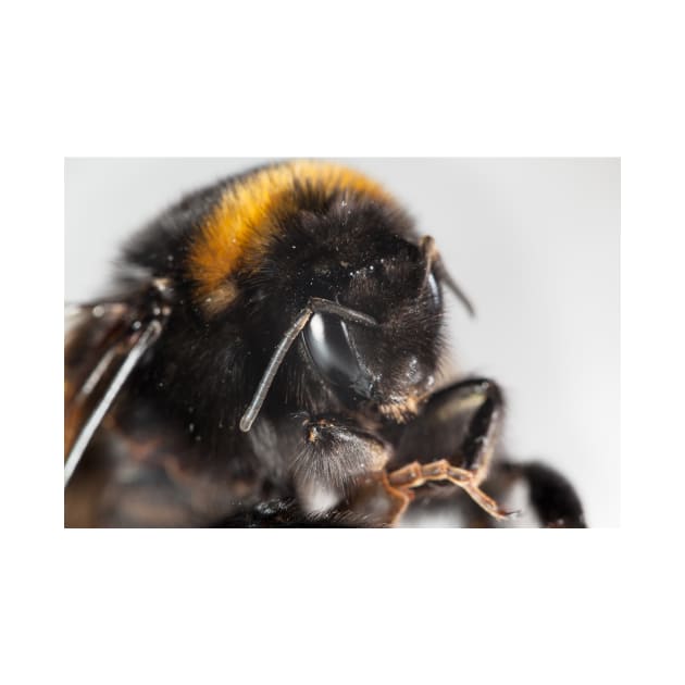 Bumble bee close-up by GrahamPrentice