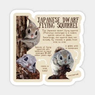 Animal Facts - Japanese Dwarf Flying Squirrel Magnet