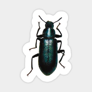 Black False Mealworm Beetle Magnet