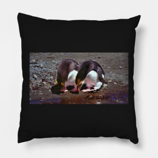 Royal Penguins Collecting Pebbles For Their Nest Pillow