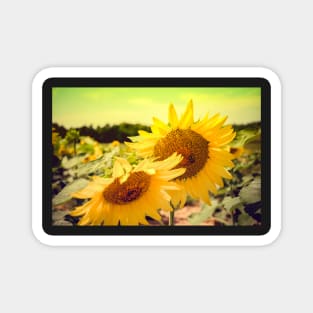 Summer Sunshine Sunflower Magnet