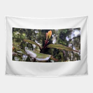 Horopito sapling Tapestry