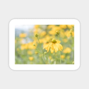 Yellow Coneflower Rudbeckia Lacinata Magnet