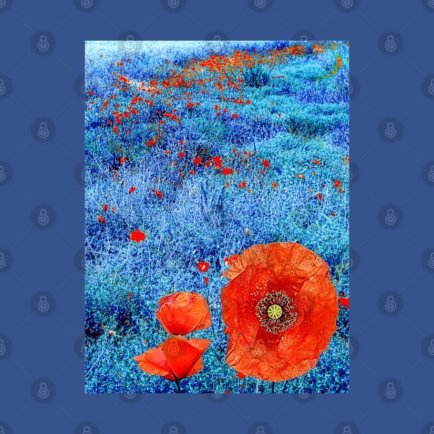 Blue Field Poppies by danieljanda